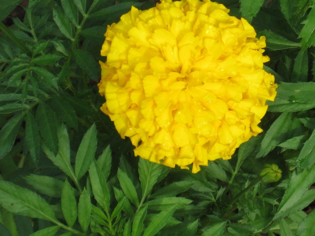2008-Q3-Aug-057