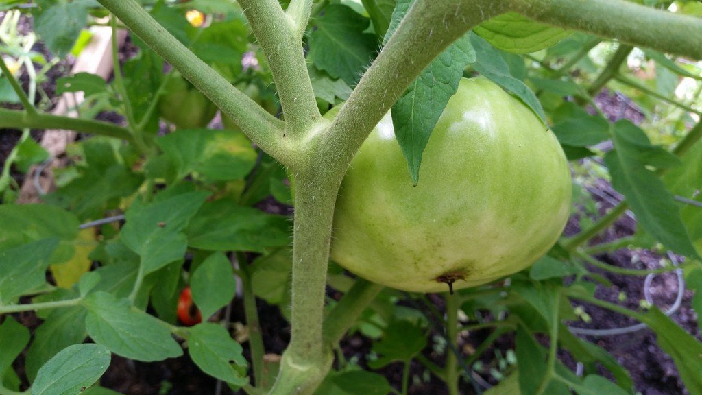 Green tomato