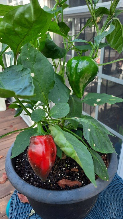 Peppers