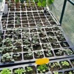 Spring comes early in the nursery