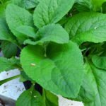 Foxgloves - 1st year