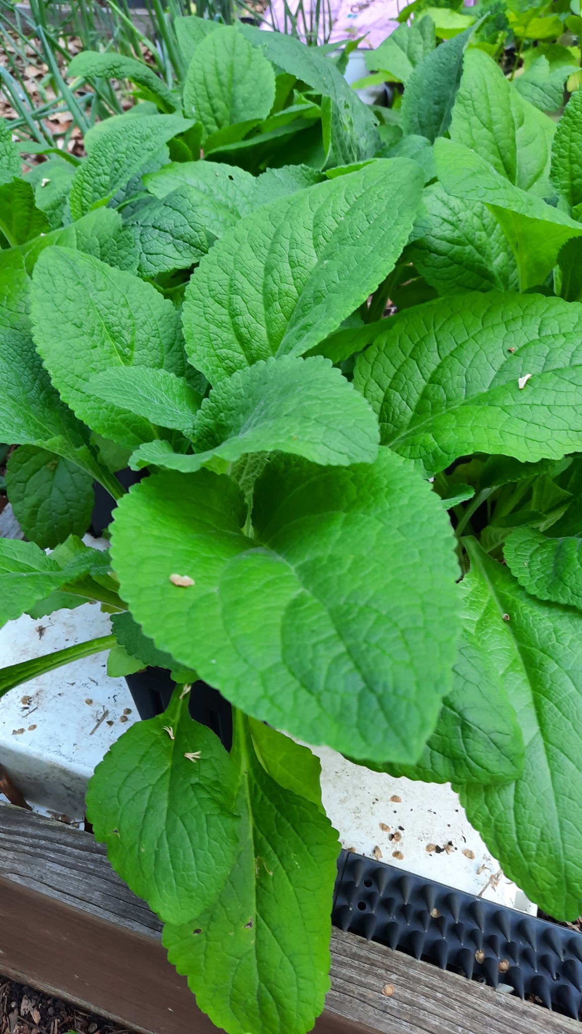 Foxgloves - 1st year