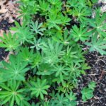 Lupines - 1st year