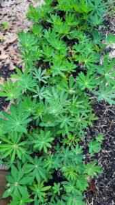 Lupines - 1st year