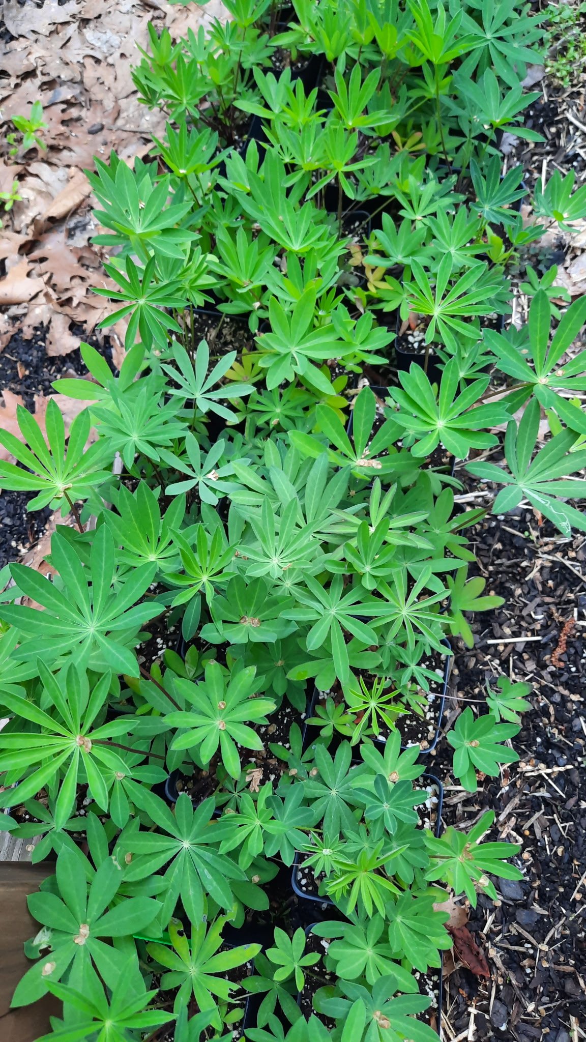 Lupines - 1st year