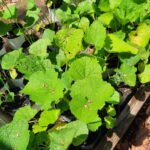 Holly Hawks 1st year