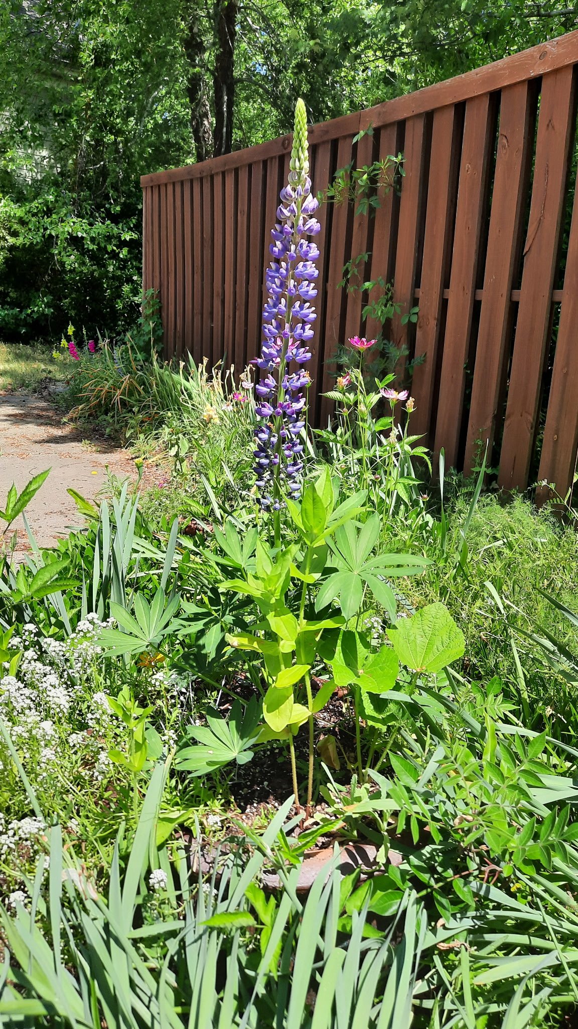Our first Lupine in bloom