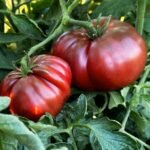 Black krim tomato