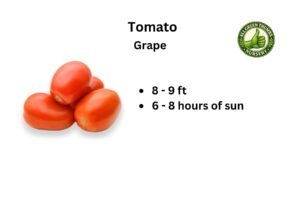 Grape Tomato