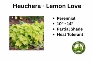 Heuchera-Lemon-Love-1