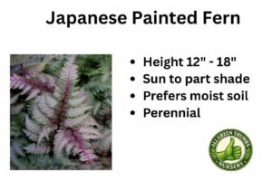 Japanese-Painted-Fern-1