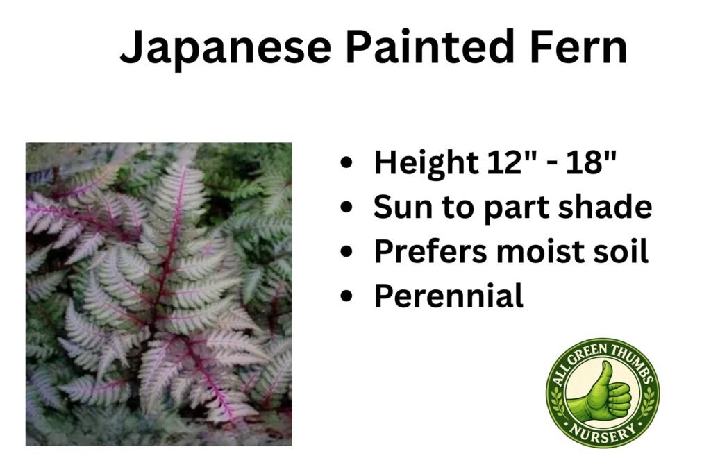 Japanese Painted Fern