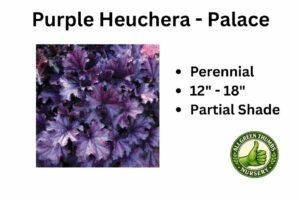 Purple-Heuchera-Palace-1
