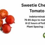 Sweetie-Cherry-Tomato
