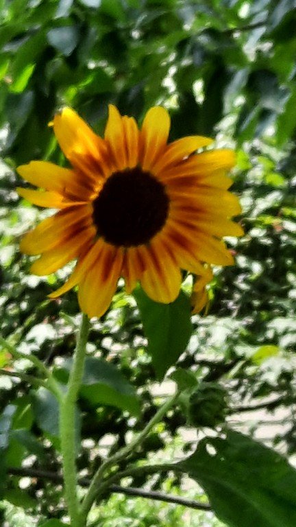 daisy-1