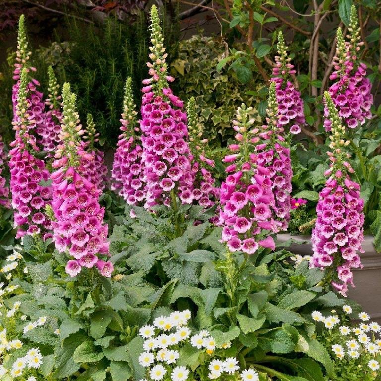 Foxglove - 2nd year