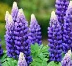 lupine
