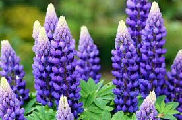 Lupine 2nd year