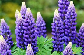 Lupine 2nd year