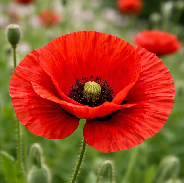 11227-PAPAVER_RHOEAS