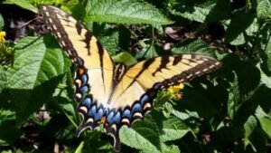 Astern Tiger Swallowtail