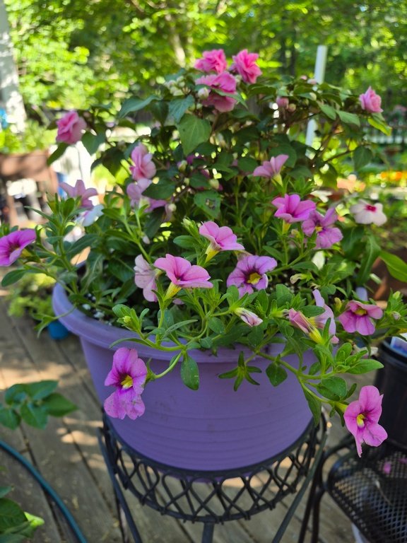 Hanging Basket