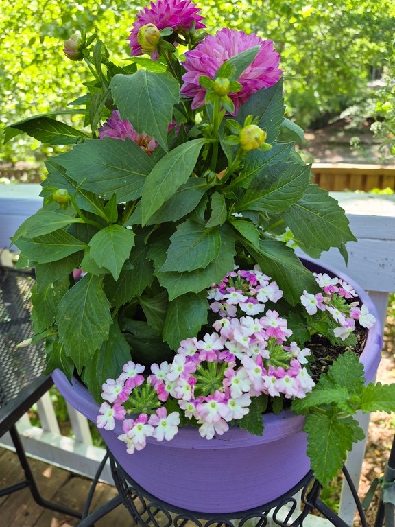 Hanging Basket