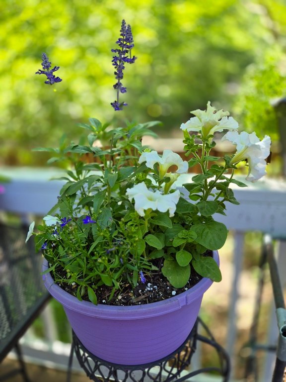 Hanging Basket
