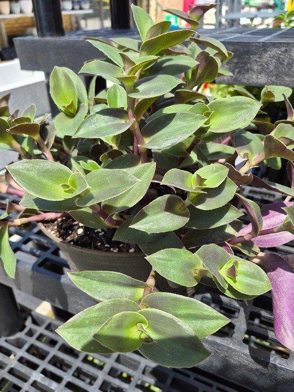 Callisia repens - Turtle Vine