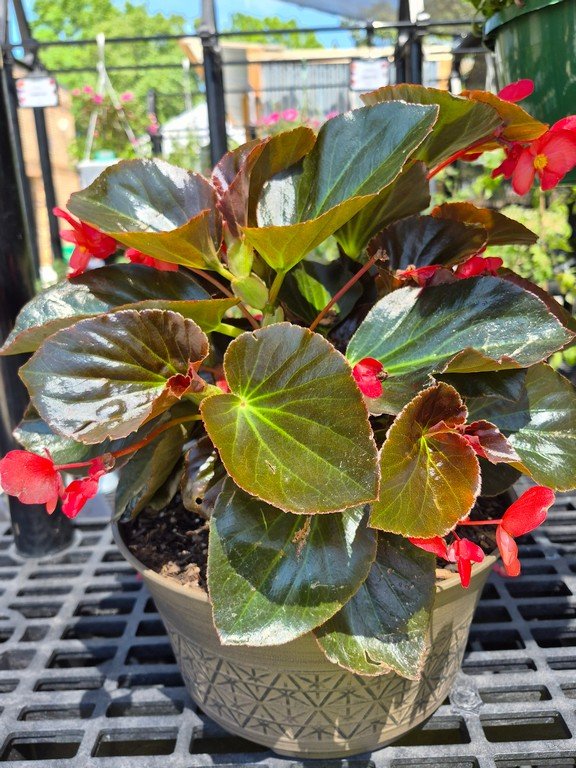Mother's Day Planter