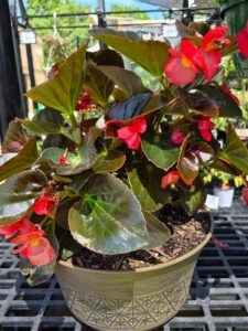 Dragon Wing Begonia Planter