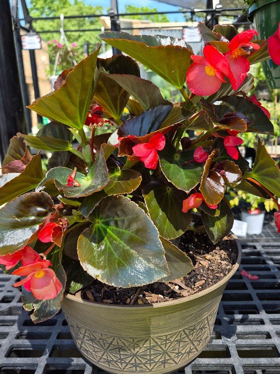 Bronze Begonia Planter