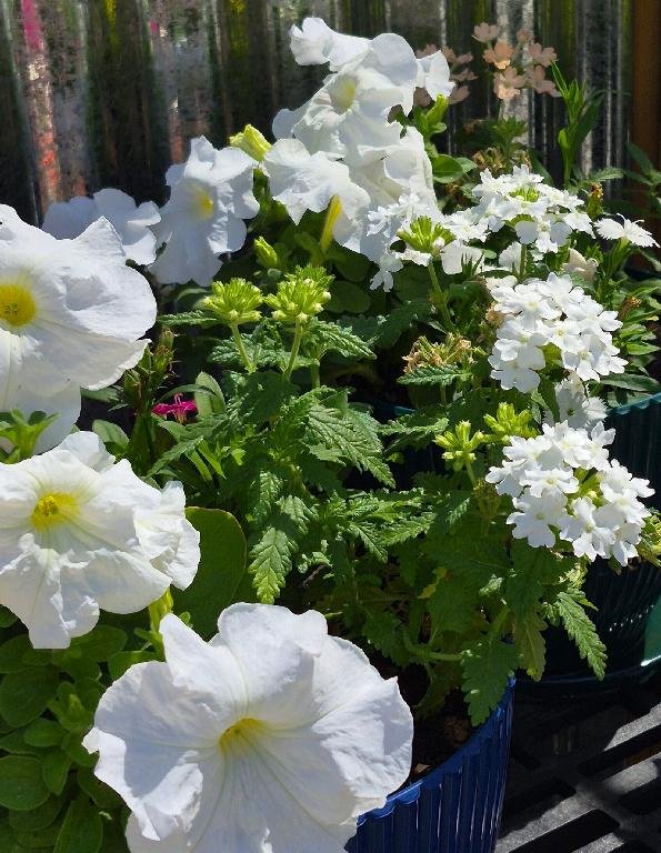 White Verbena & Petunia Planter