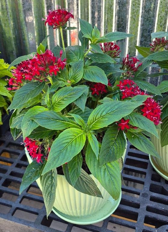 Pentas Planter
