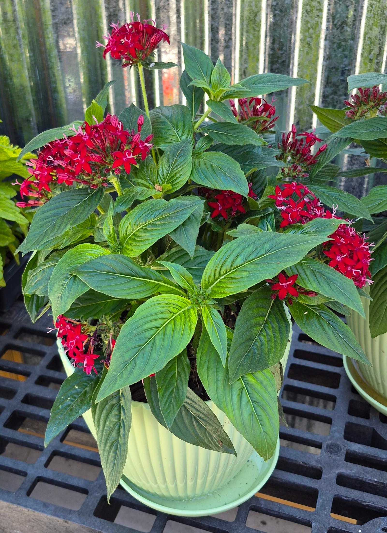Pentas Planter