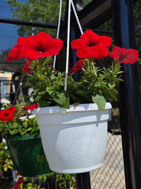 Red Petunia Baskets