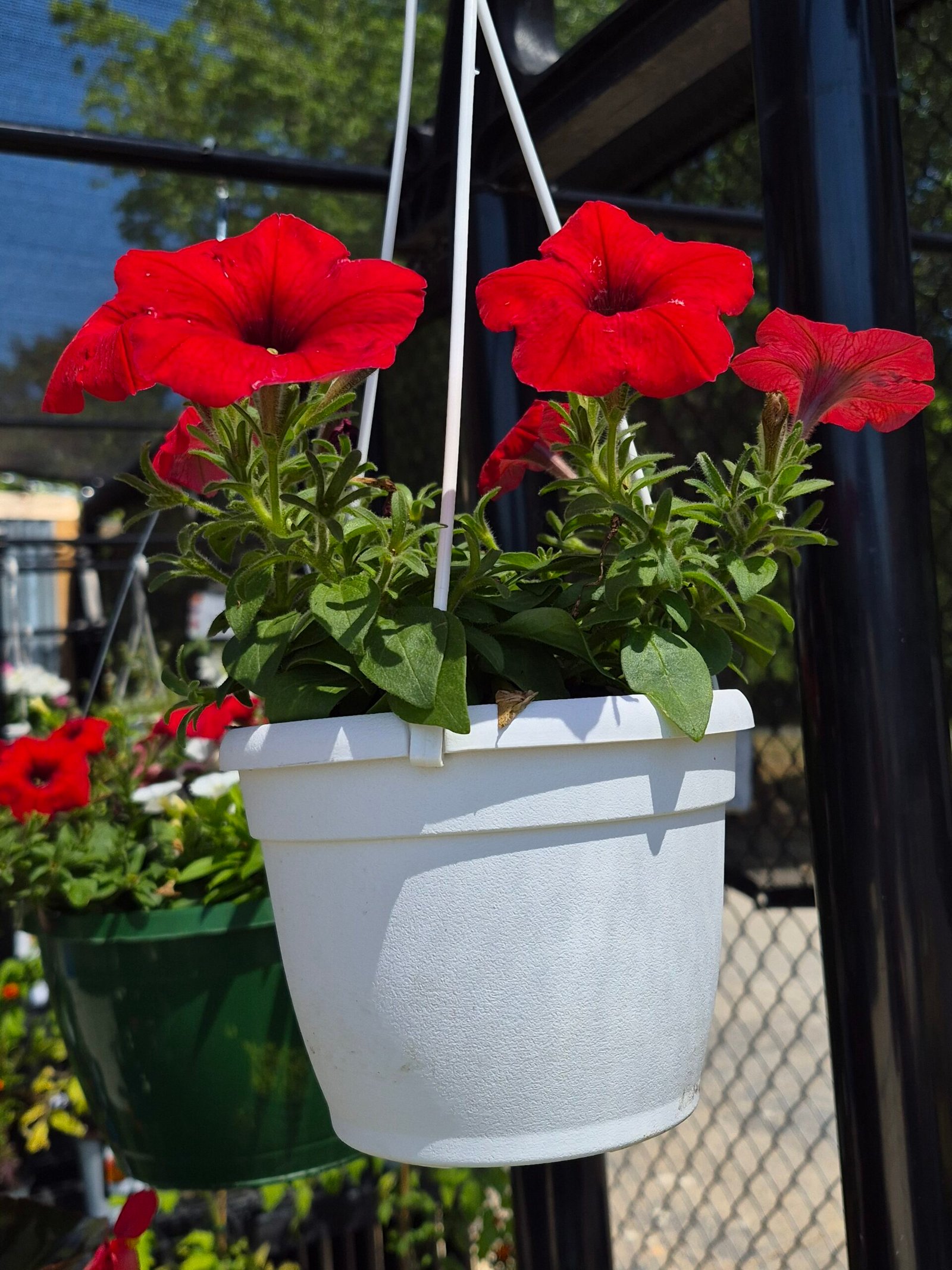 Red Petunia Baskets