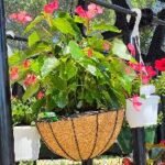 Angel Wing Begonia Basket