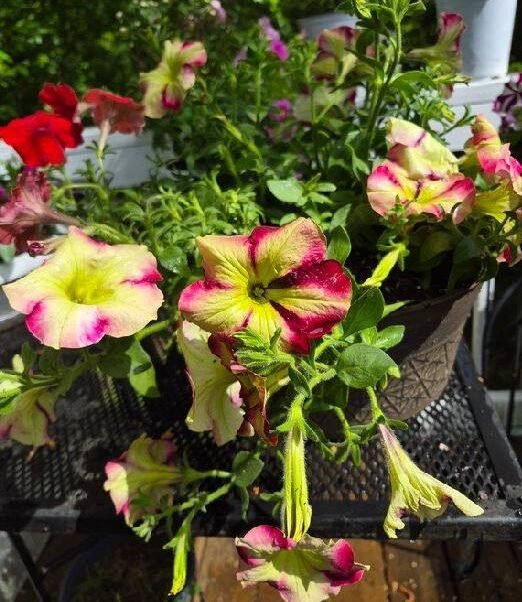 Petunia Basket