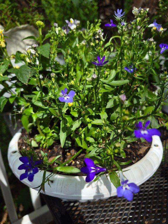Lobelia Basket