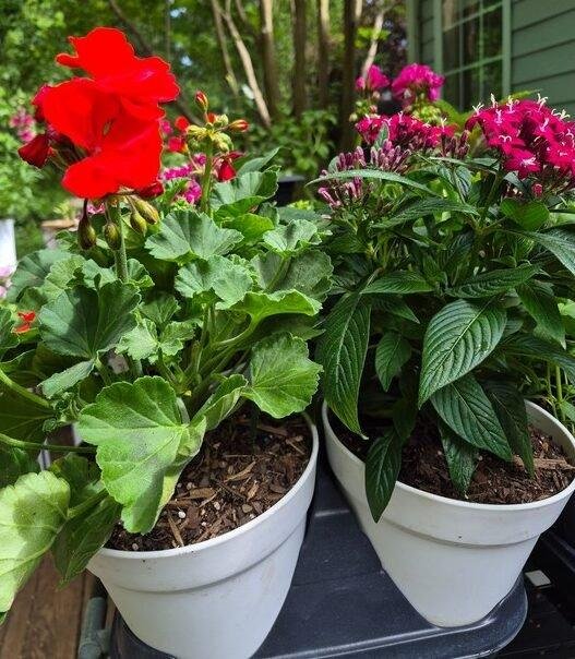 Geranium and Pentas Potted Plant