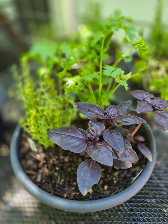Herb Planter