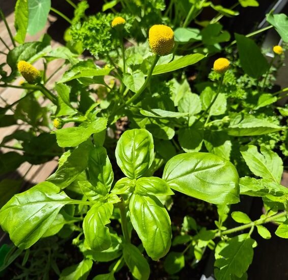 Herbs