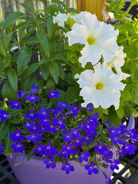 White Petunias With Lobelia erinus
