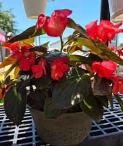 Dragon Wing Begonias