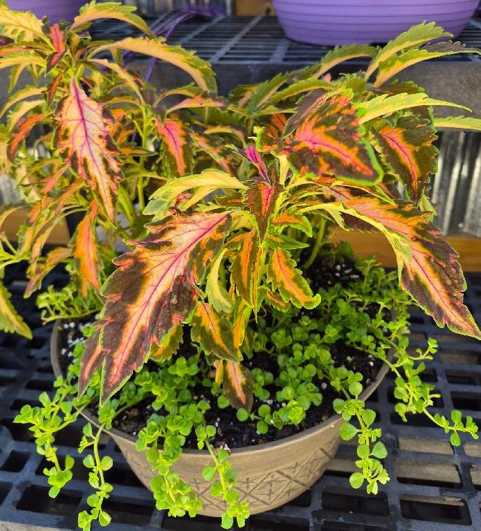 Coleus and Baby Tears