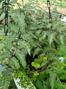 Japanese Painted Fern