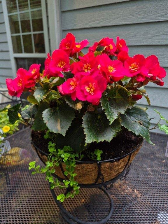 Begonia grendis Dry and and Pilea Baby Tears in coir hanging basket