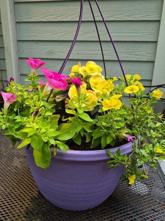 Yellow Begonia with pink and yellow petunias in hanging basket