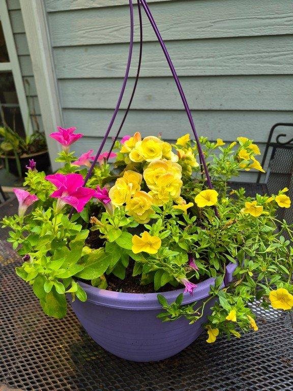 Yellow Begonia with pink and yellow petunias in hanging basket